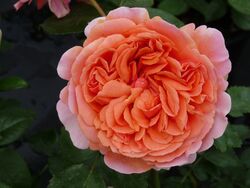 Роза кустовая Чиппэндейл 6л
